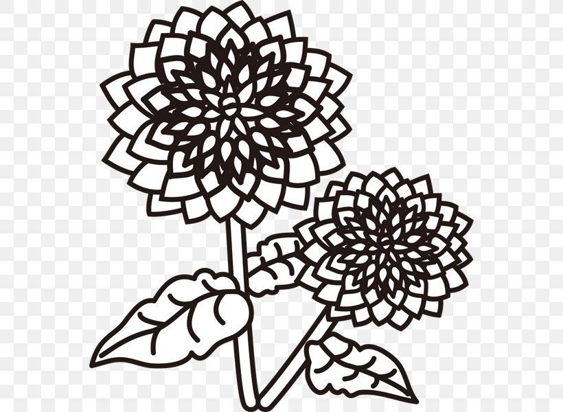 Dahlia Cut Flowers Design Color Illustration, PNG, 600x600px, Dahlia, Black And White, Color, Cut Flowers, Doily Download Free