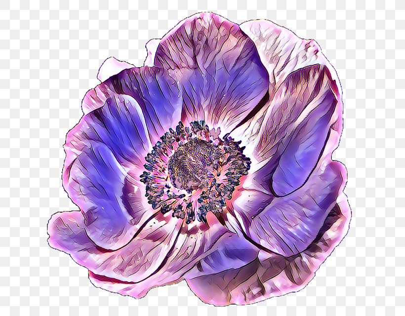 Flowers Background, PNG, 640x640px, Flower, Anemone, Cut Flowers, Cyan, Magenta Download Free
