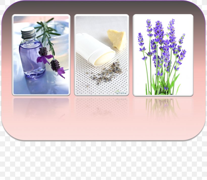 Violet Lavender Purple Christmas Lilac, PNG, 1412x1228px, Violet, Christmas, Condolences, Floral Design, Flower Download Free