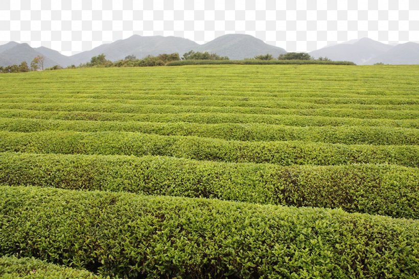 Green Tea Tea Garden, PNG, 1024x683px, Tea, Agriculture, Crop, Farm, Field Download Free