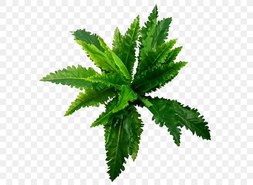 Image Video GIF Fern, PNG, 800x600px, Video, Animation, Cartoon, Display Resolution, Fern Download Free
