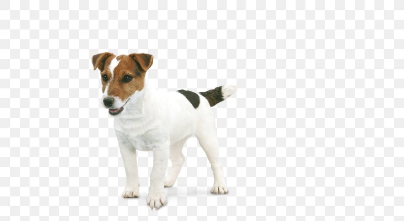 Jack Russell Terrier Parson Russell Terrier Miniature Fox Terrier Tenterfield Terrier, PNG, 580x450px, Russell Terrier, Animal, Carnivoran, Companion Dog, Dog Download Free