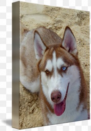 Siberian Husky Sakhalin Husky Seppala Siberian Sleddog Border Collie Animal Png 1600x994px Siberian Husky Animal Border Collie Camel Like Mammal Canidae Download Free