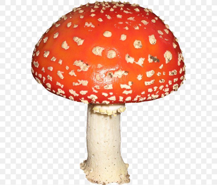 Mushroom Amanita Clip Art, PNG, 586x701px, Mushroom, Agaric, Amanita, Aspen Mushroom, Computer Animation Download Free