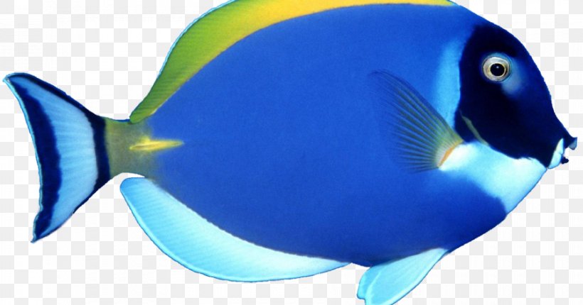 Angelfish Clip Art, PNG, 900x473px, Angelfish, Blue, Cobalt Blue, Coral Reef Fish, Electric Blue Download Free