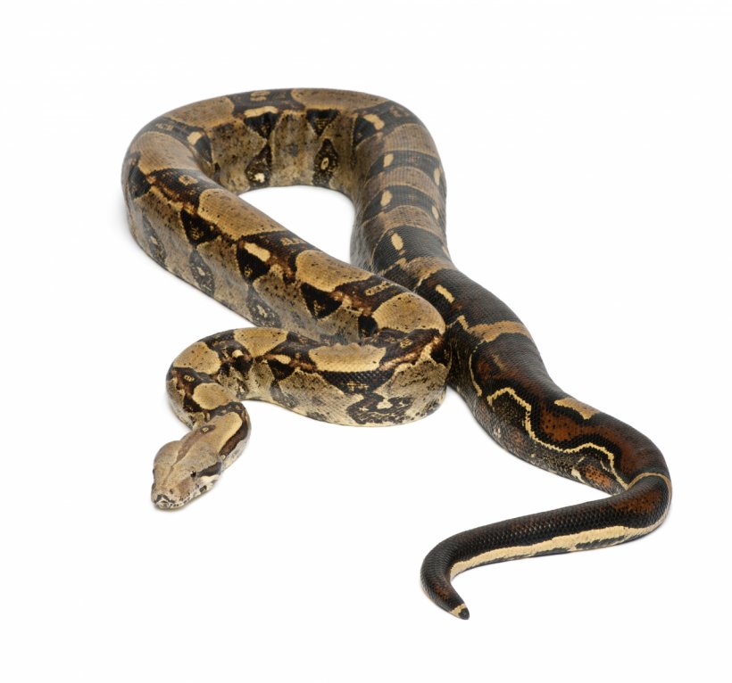 Boa Constrictor Imperator Snake Vipers Stock Photography Emerald Tree Boa, PNG, 1280x1197px, Boa Constrictor Imperator, Boa Constrictor, Boas, Colubridae, Constriction Download Free