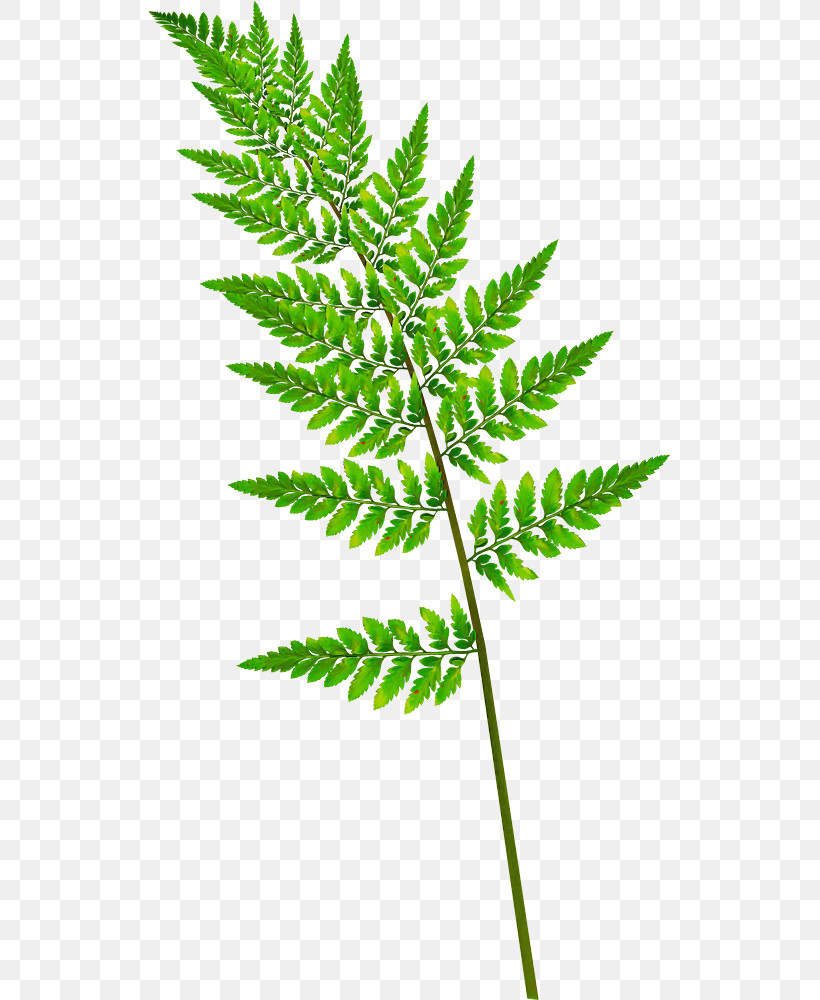 Fern, PNG, 523x1000px, Fern, Branch, Cedar, Frond, Leaf Download Free