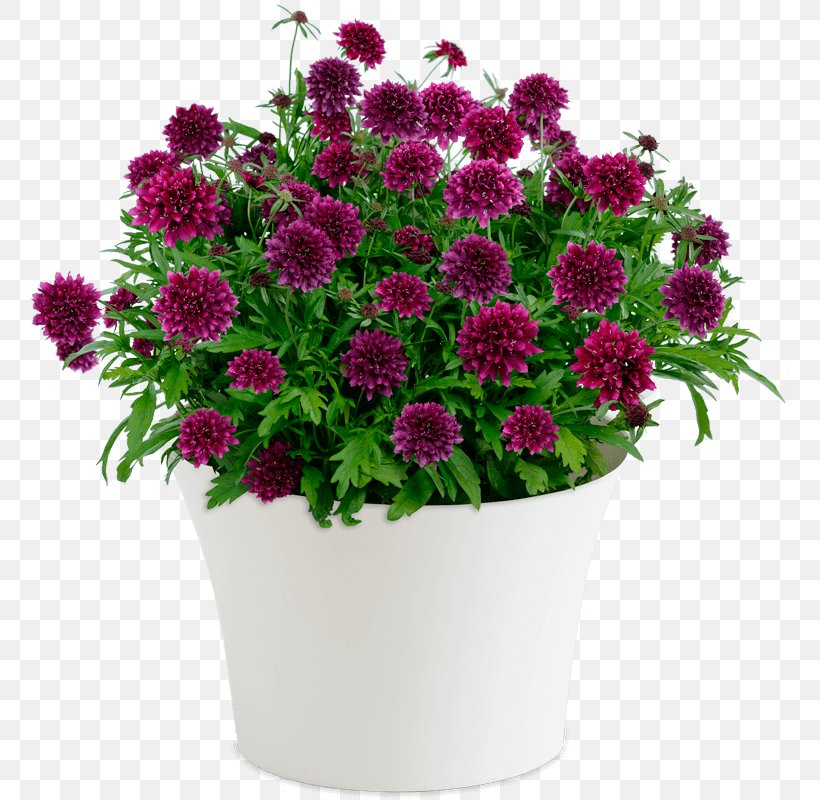 Floristry Flower Delivery Flower Bouquet New South Wales, PNG, 800x800px, Floristry, Anniversary, Annual Plant, Aster, Chrysanths Download Free