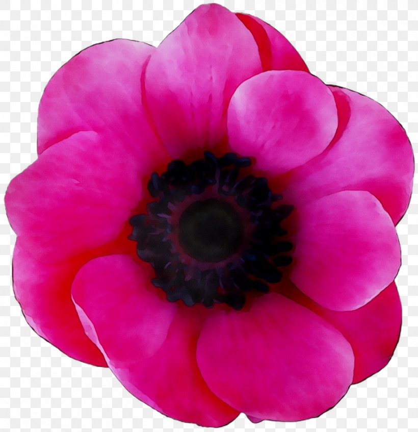 Anemone Annual Plant Herbaceous Plant Magenta Close-up, PNG, 999x1032px, Anemone, Annual Plant, Closeup, Cut Flowers, Flower Download Free