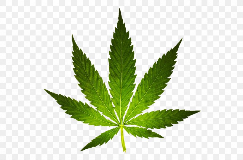Cannabis Ruderalis Marijuana Cannabis Sativa Medical Cannabis, PNG, 1000x660px, Cannabis, Cannabidiol, Cannabinoid, Cannabis Cultivation, Cannabis Ruderalis Download Free