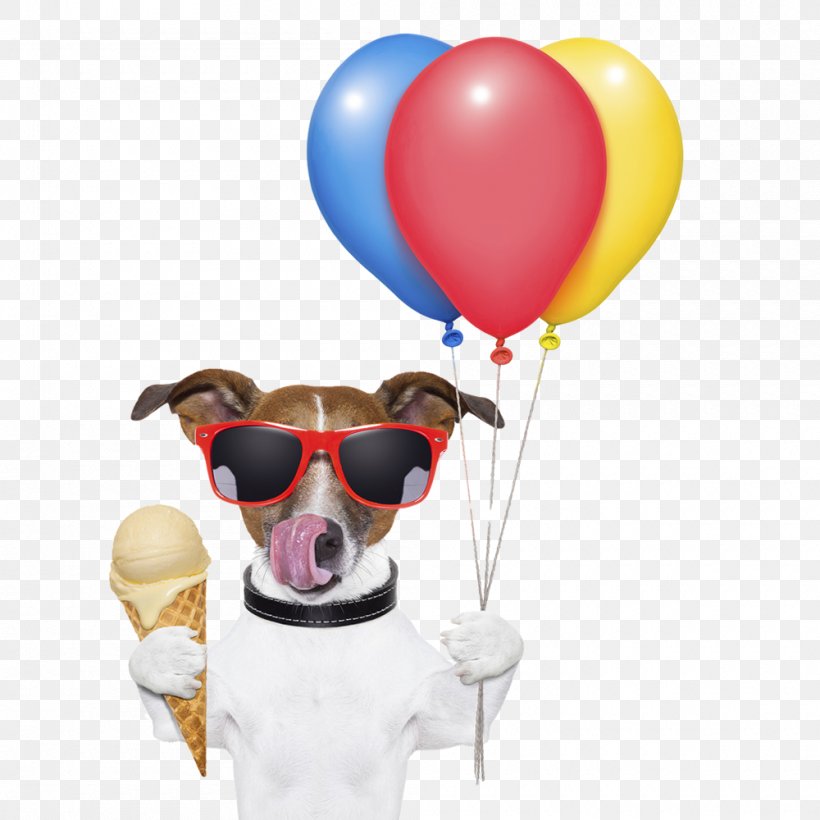 Jack Russell Terrier Stock Photography Pug Pet Sitting Toy Dog, PNG, 1000x1000px, Jack Russell Terrier, Balloon, Canidae, Companion Dog, Dog Download Free
