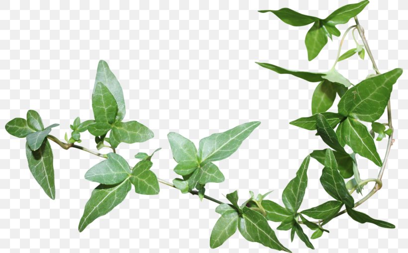 Leaf Green Herbaceous Plant, PNG, 800x509px, Leaf, Basil, Branch, Green, Herb Download Free