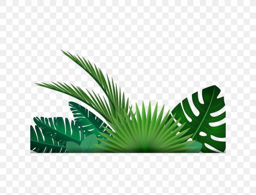 Leaf Tropics Clip Art, PNG, 626x626px, Leaf, Arecales, Grass, Green, Palm Branch Download Free