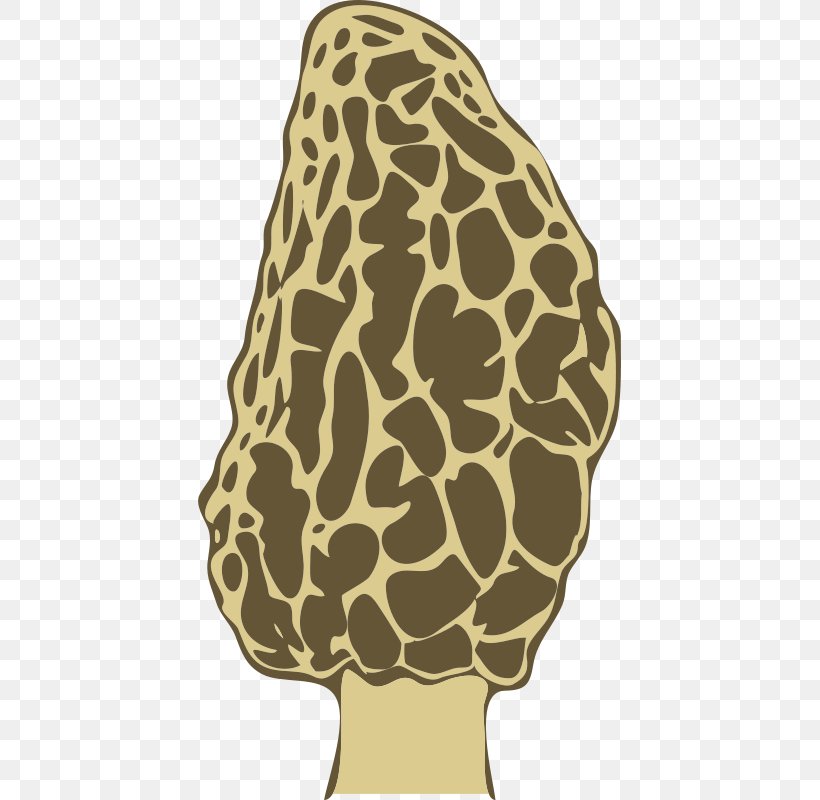 Morchella Mushroom Fungus Clip Art, PNG, 423x800px, Morchella, Carnivoran, Edible Mushroom, False Morel, Food Download Free