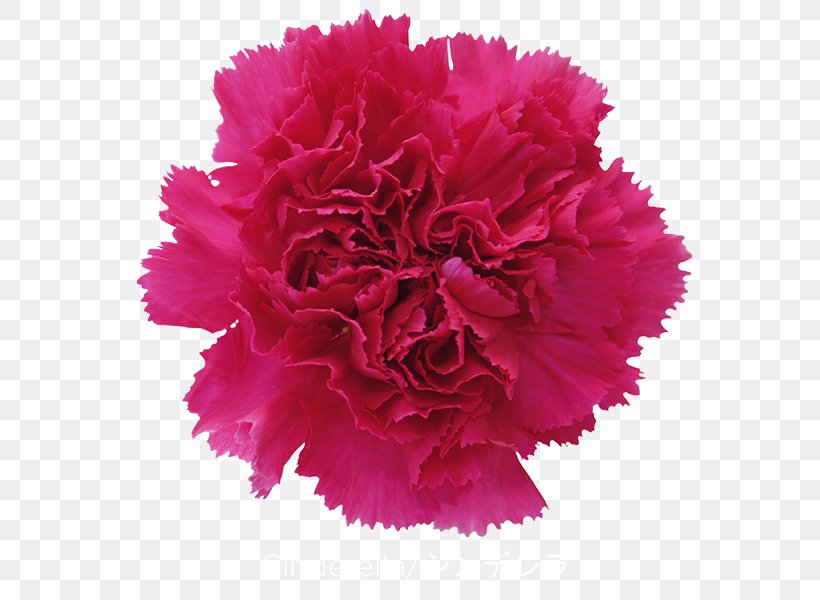 Carnation Cut Flowers Gift Pink, PNG, 600x600px, Carnation, Annual Plant, Cut Flowers, Dianthus, Floral Design Download Free