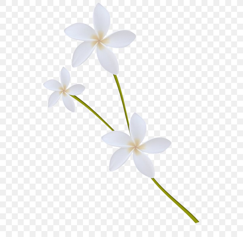 Flower Petal Photography Clip Art, PNG, 540x800px, Flower, Flora, Flowering Plant, Jasmine, Moth Orchid Download Free