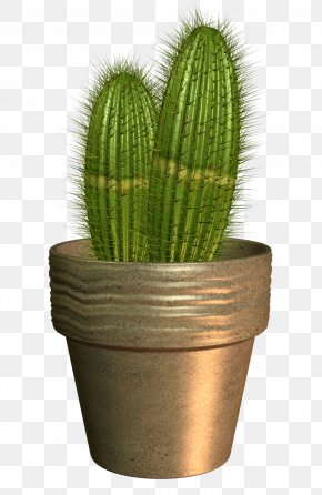 Flowering Bonsai Cactus Images Flowering Bonsai Cactus Transparent Png Free Download