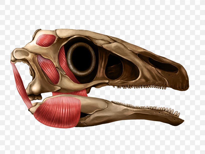 Illustration Reptile Anatomy Skull Jaw, PNG, 3840x2880px, Reptile, Anatomy, Dinosaur, Jaw, Medical Illustration Download Free