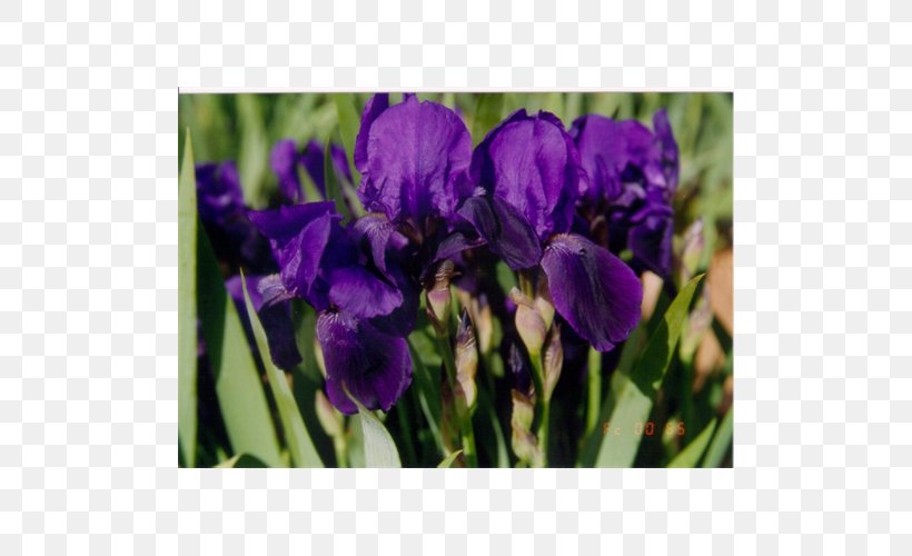 Orris Root Terra Ceia Farms Bulb Tulip Irises, PNG, 500x500px, Orris Root, Bulb, Crocus, Farm, Flower Download Free