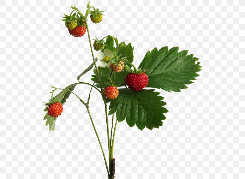 Strawberry West Indian Raspberry Loganberry, PNG, 600x600px, Strawberry, Auglis, Berry, Food, Fruit Download Free