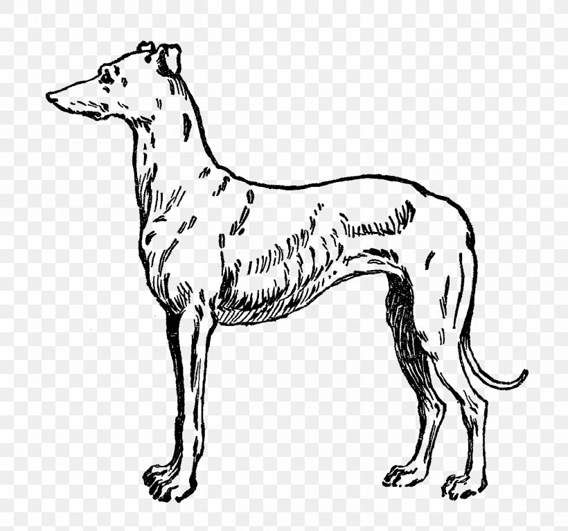 Dog Breed Italian Greyhound Whippet Spanish Greyhound, PNG, 1309x1225px, Dog Breed, Animal, Artwork, Beagle, Black And White Download Free