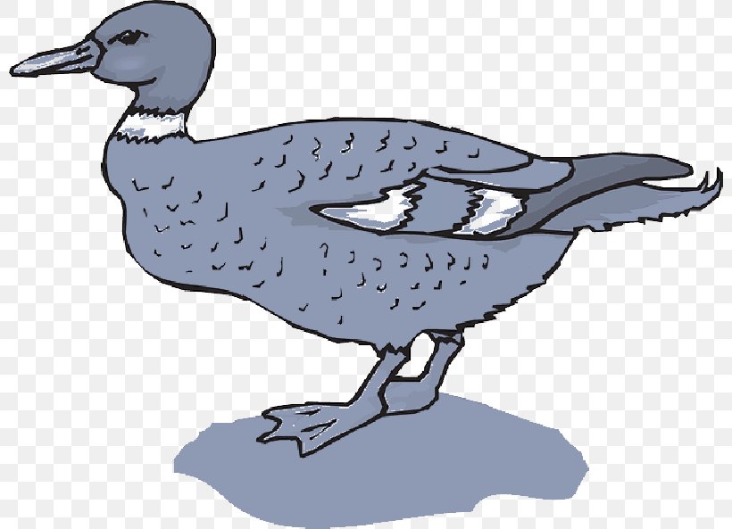 Duck Clip Art Goose, PNG, 800x593px, Duck, American Black Duck, Beak, Bird, Canada Goose Download Free