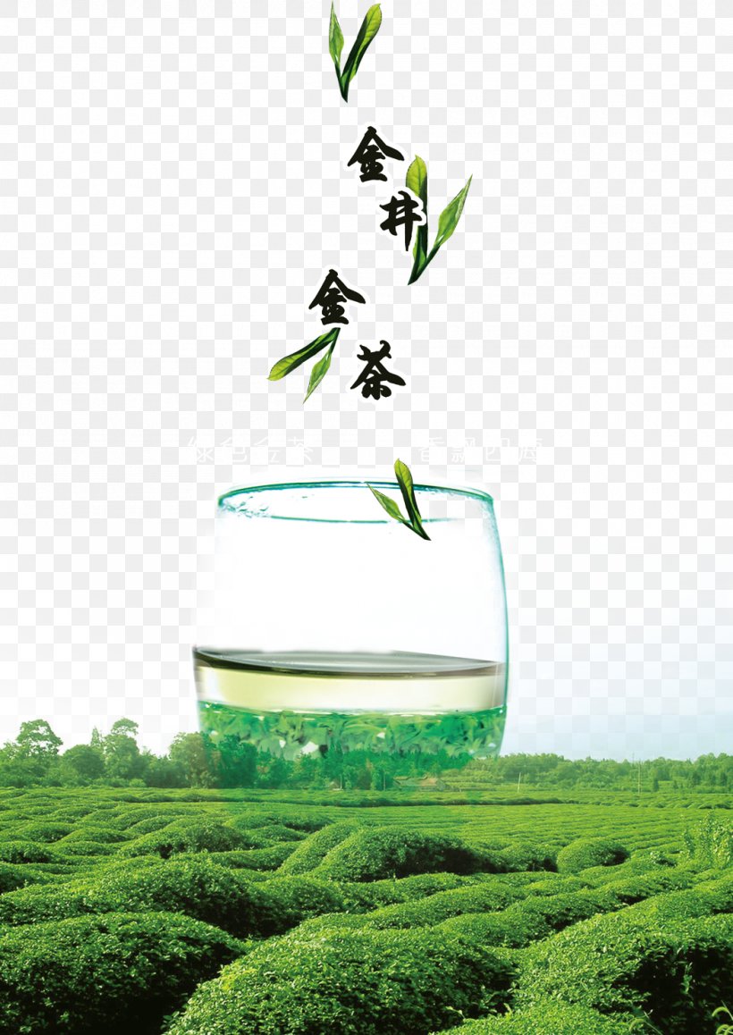 Green Tea Longjing Tea Camellia Sinensis, PNG, 1050x1484px, Tea, Black Tea, Camellia Sinensis, Chinas Famous Teas, Chinese Tea Download Free