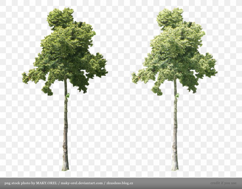 Tree Plant Stock, PNG, 1011x790px, Tree, Birch, Branch, Deviantart, Evergreen Download Free