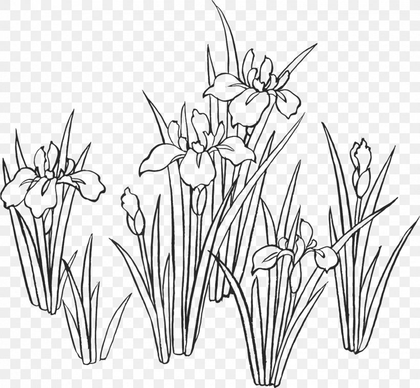 Iris Sanguinea Drawing Sweet Flag Iris Ensata Var. Ensata Painting, PNG, 1733x1600px, Iris Sanguinea, Art, Artwork, Black And White, Drawing Download Free