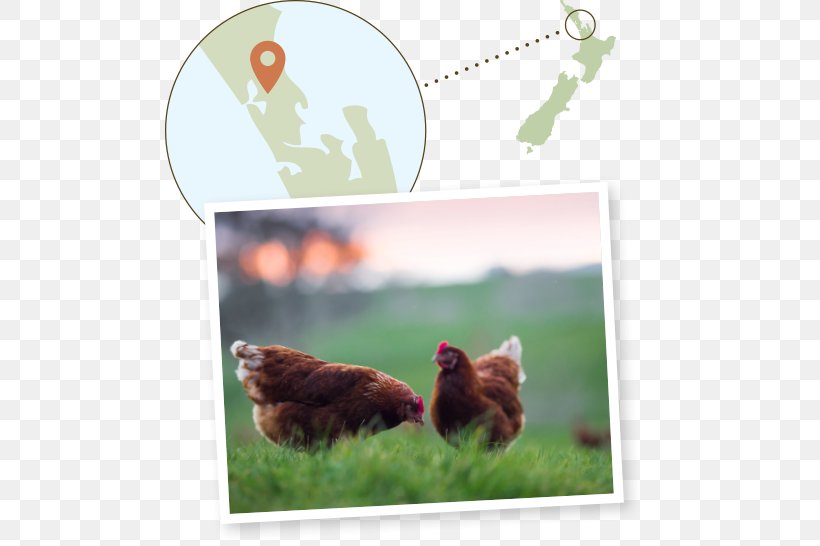 Rooster Ecosystem Fauna New Zealand Beak, PNG, 547x546px, Rooster, Beak, Bird, Chicken, Chicken As Food Download Free
