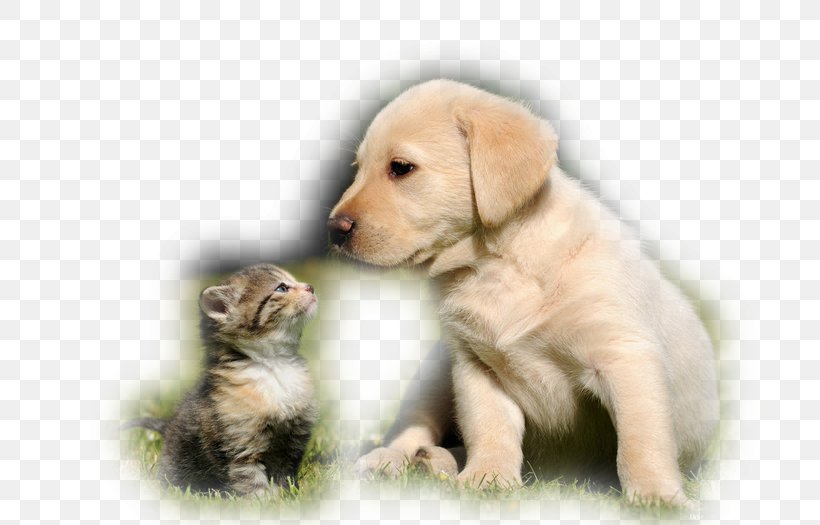 Cat Puppy Golden Retriever Kitten Labrador Retriever, PNG, 700x525px, Cat, Animal, Carnivoran, Cat Like Mammal, Companion Dog Download Free