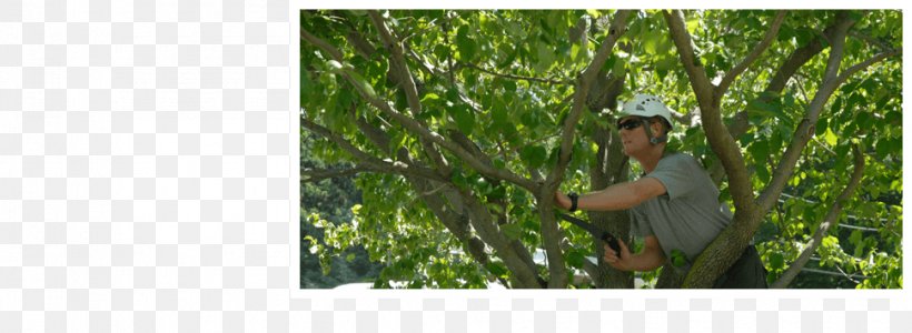 Crop Allen's Tree Works Pruning Tree Care, PNG, 970x356px, Crop, Agriculture, Bamboo, Commodity, Field Download Free