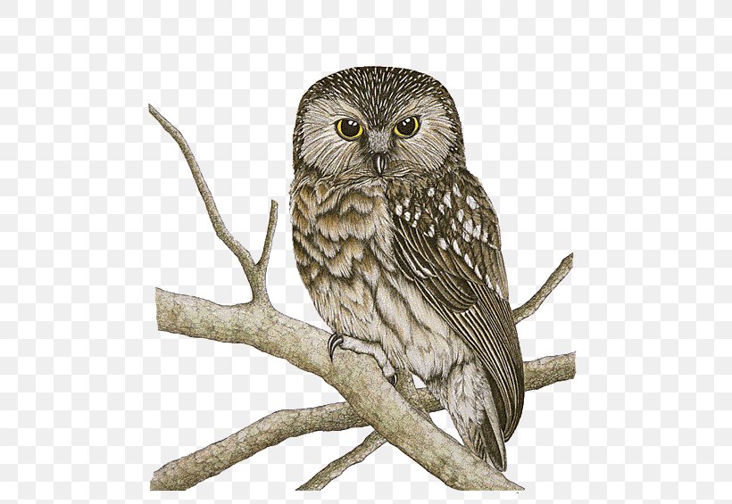 Owl Bird Morepork Drawing, PNG, 489x565px, Owl, Beak, Bird, Bird Of Prey, Color Download Free