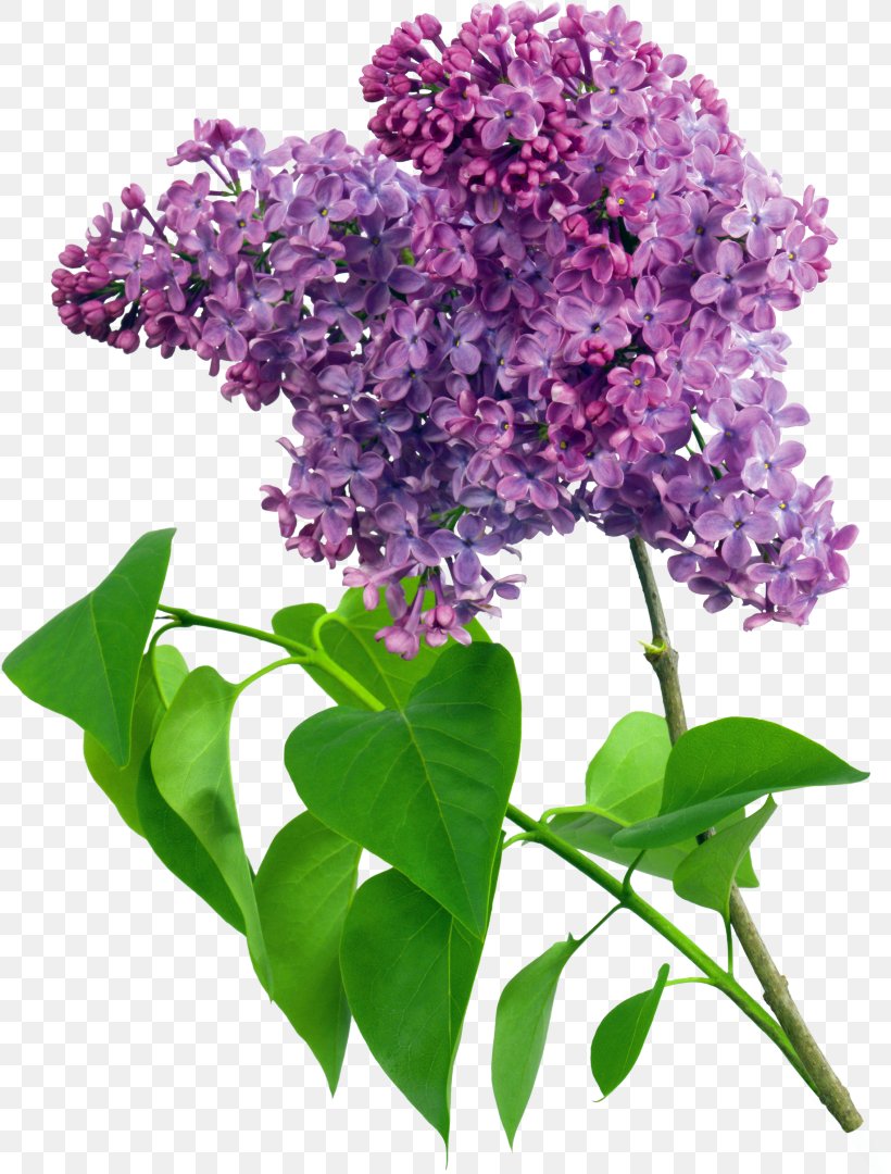 Common Lilac Flower Violet Clip Art, PNG, 818x1080px, Common Lilac, Blue, Branch, Color, Cut Flowers Download Free