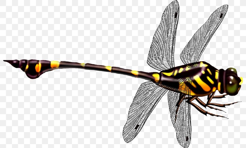 Dragonfly Icon, PNG, 800x493px, Dragonfly, Arthropod, Bee, Dragonflies And Damseflies, Fly Download Free