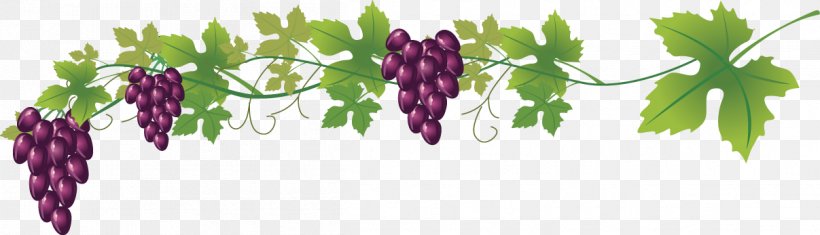 Wine Common Grape Vine Royalty-free Clip Art, PNG, 1207x347px, Wine, Common Grape Vine, Drawing, Floral Design, Flower Download Free