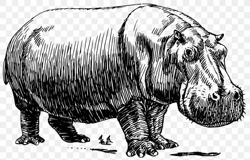 Hippopotamus Line Art Drawing Clip Art, PNG, 1000x641px, Hippopotamus, Bear, Black And White, Carnivoran, Cartoon Download Free