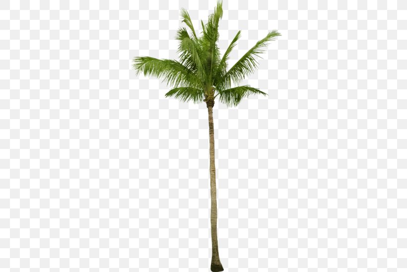 Asian Palmyra Palm Coconut Babassu Arecaceae Tree, PNG, 548x548px, Asian Palmyra Palm, Arecaceae, Arecales, Attalea, Attalea Speciosa Download Free