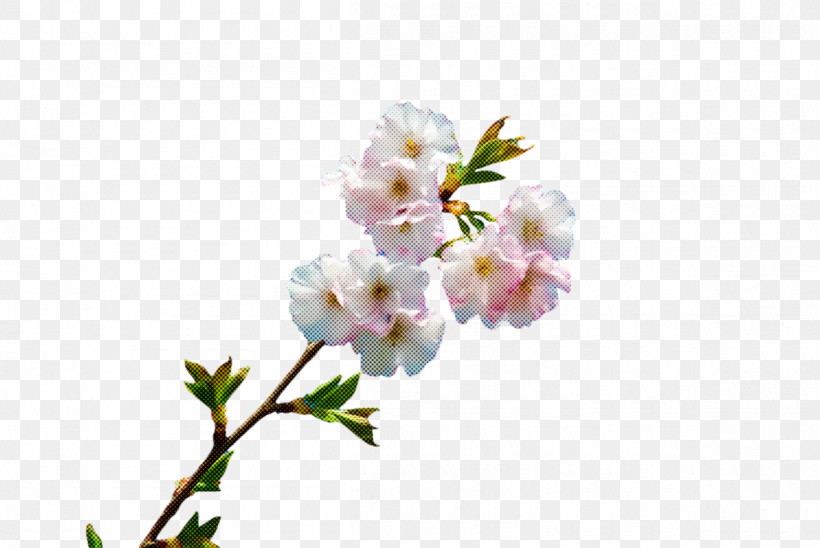 Cherry Blossom, PNG, 1200x803px, Flower, Biology, Cherry, Cherry Blossom, Cut Flowers Download Free