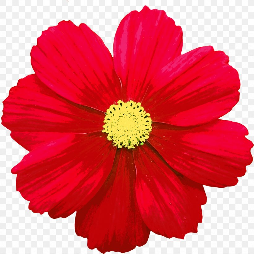 Flower Common Daisy Red Clip Art, PNG, 1278x1280px, Flower, Annual Plant, Chrysanths, Color, Common Daisy Download Free