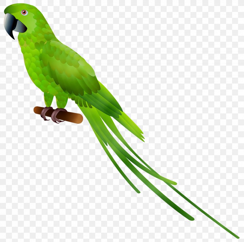 Parrot Clip Art Bird Parakeet, PNG, 3000x2969px, Parrot, Adaptation, Animal, Beak, Bird Download Free