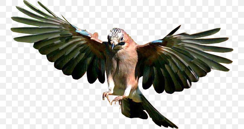 Bird Flight Desktop Wallpaper, PNG, 750x436px, Bird, American Kestrel, Animal, Beak, Bird Control Spike Download Free