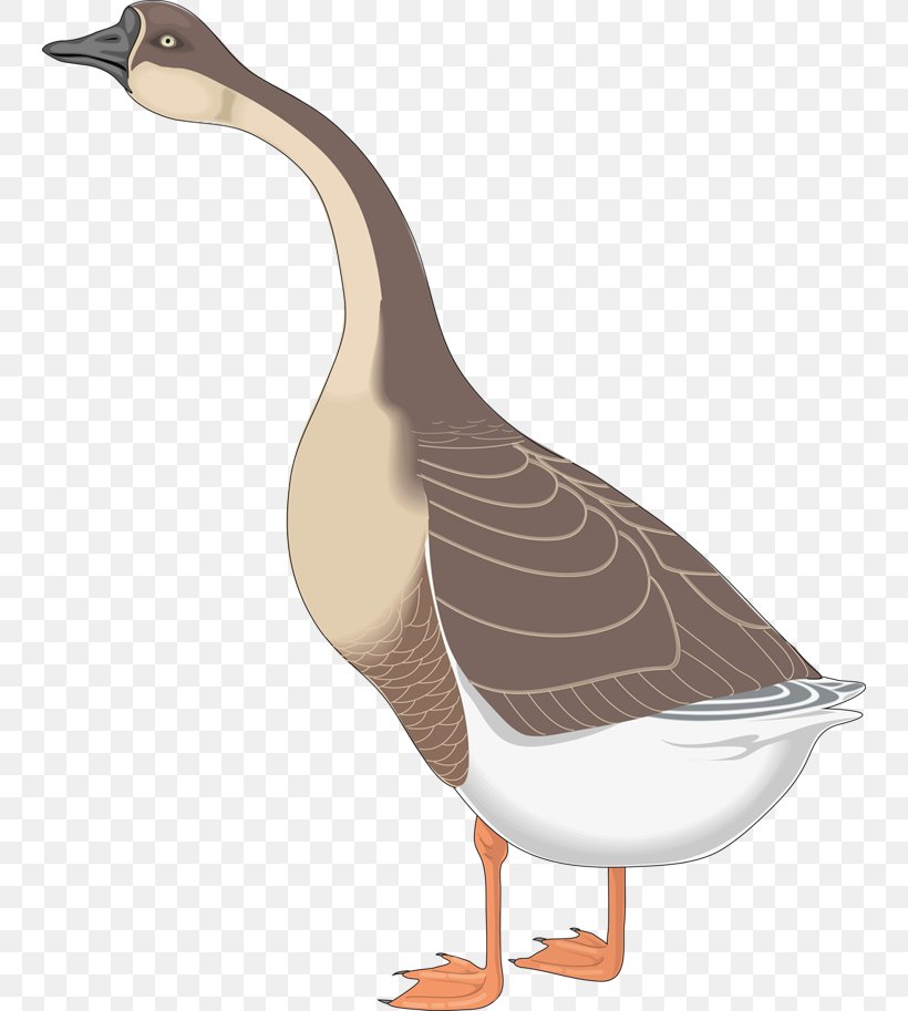 Canada Goose Bird Greylag Goose Clip Art, PNG, 744x913px, Goose, Animal, Beak, Bird, Canada Goose Download Free
