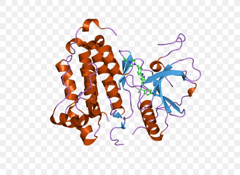 Epidermal Growth Factor Receptor Receptor Tyrosine Kinase, PNG, 800x600px, Epidermal Growth Factor Receptor, Cell, Cell Biology, Cell Surface Receptor, Epidermal Growth Factor Download Free