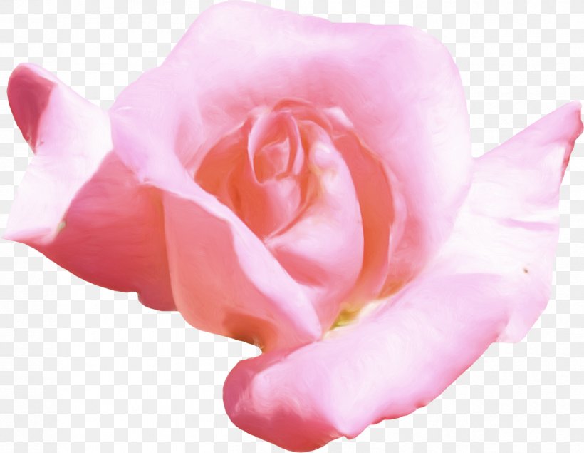Flower Petal Clip Art, PNG, 1262x978px, Flower, Centerblog, Close Up, Color, Cut Flowers Download Free