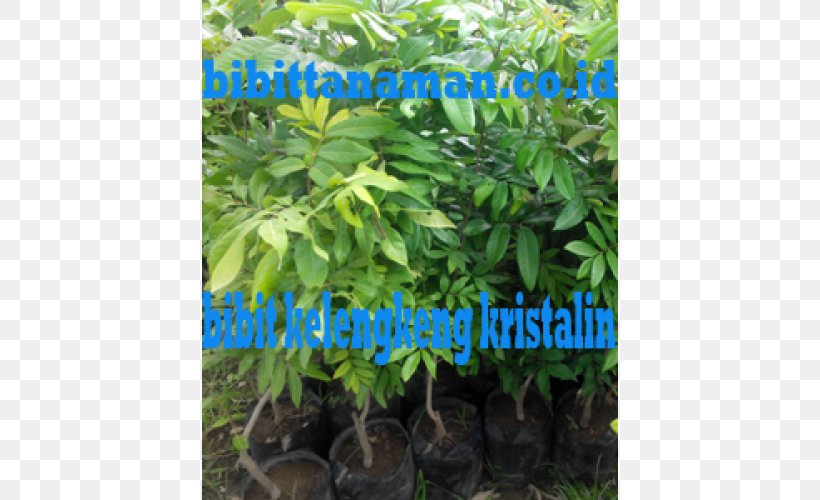 Tree Shrub Herb Houseplant, PNG, 500x500px, Tree, Evergreen, Herb, Houseplant, Plant Download Free