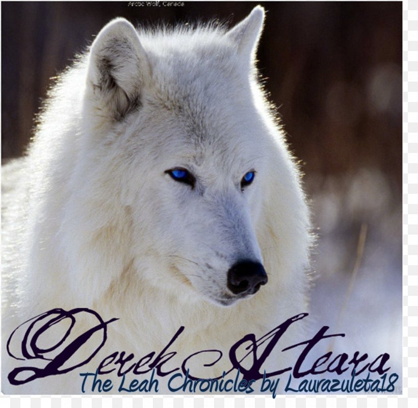 Dog Arctic Wolf Cat Animal Desktop Wallpaper, PNG, 1070x1045px, Dog, Animal, Animal Track, Arctic, Arctic Fox Download Free