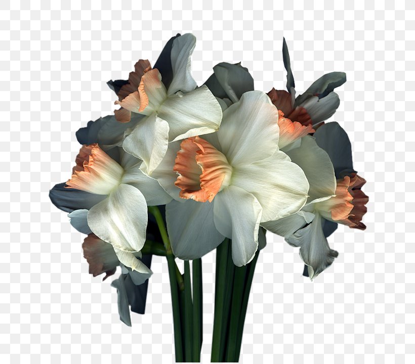 Floral Design Cut Flowers Amaryllis Belladonna Flower Bouquet, PNG, 720x720px, Floral Design, Amaryllis, Amaryllis Belladonna, Amaryllis Family, Artificial Flower Download Free