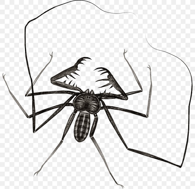 Insect Spider Drawing Butterfly, PNG, 800x793px, Insect, Arachnid, Arthropod, Black And White, Butterfly Download Free