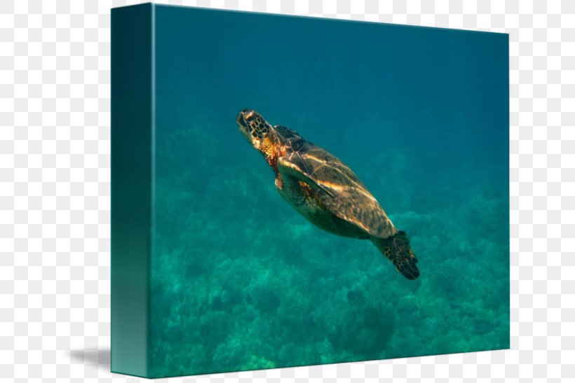 Loggerhead Sea Turtle Pond Turtles Marine Biology, PNG, 650x547px, Loggerhead Sea Turtle, Aqua, Biology, Emydidae, Fauna Download Free